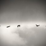 a bird leading a group of birds