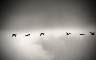 a bird leading a group of birds