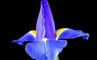 a blue and yellow flower with a black background