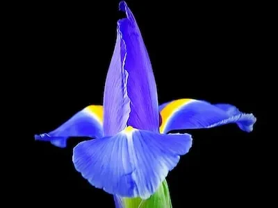 a blue and yellow flower with a black background